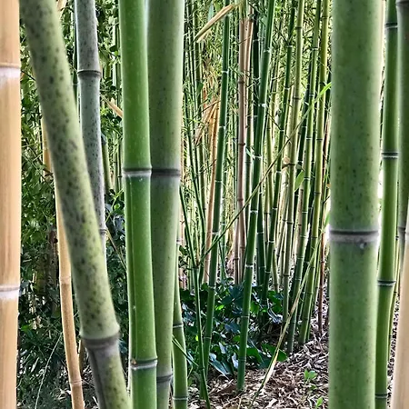 Rustic Escape With Dream Pool 세니갈리아